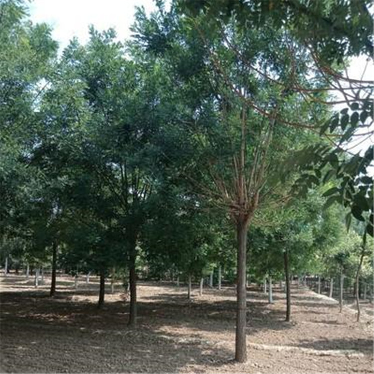 國槐基地 19公分國槐樹 出售供應(yīng)基地