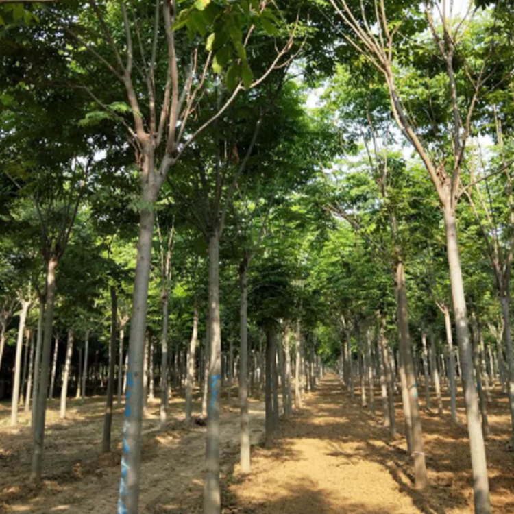 國槐基地 19公分國槐樹 出售供應(yīng)基地