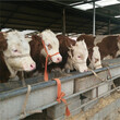 纯种西门塔尔牛养殖场西门塔尔肉牛犊价格西门塔尔牛