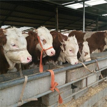 西门塔尔牛种牛肉牛犊价钱肉牛牛可以长多少斤养牛多的地方