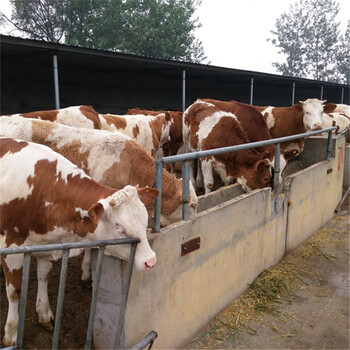 养殖场出售西门塔尔牛利润利木赞牛纯利润常年出售波尔山