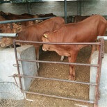 肉牛犊价格活体肉牛鲁西黄牛出售体重多少钱一斤图片0