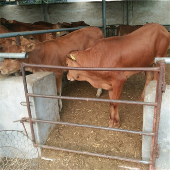 肉牛犊价格养殖肉牛犊效益鲁西黄牛市场分析
