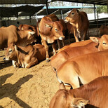 肉牛犊价格活体肉牛鲁西黄牛出售体重多少钱一斤图片1