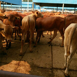 肉牛犊价格活体肉牛鲁西黄牛出售体重多少钱一斤图片2