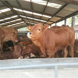 肉牛犊价格活体肉牛鲁西黄牛出售体重多少钱一斤图片3