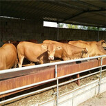 肉牛犊价格活体肉牛鲁西黄牛出售体重多少钱一斤图片4
