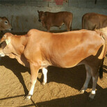 肉牛犊价格活体肉牛鲁西黄牛出售体重多少钱一斤图片5