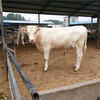 夏洛莱牛肉牛养殖场纯种夏洛莱牛