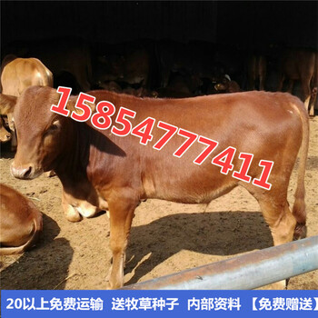 贵州鲁西黄牛肉牛犊价格哪有卖的