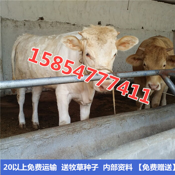 夏洛莱肉牛养殖场批发改良肉牛犊