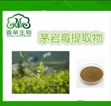 茅岩莓提取物茅岩莓粉茅岩莓速溶粉