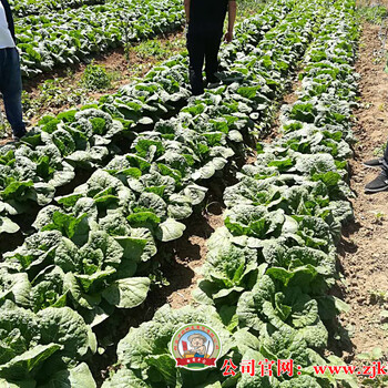 2018年坝上蔬菜种植基地大量供应黄心娃娃菜