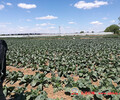 2018年坝上蔬菜种植基地大量供应西蓝花