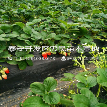 明晶草莓苗出售基地