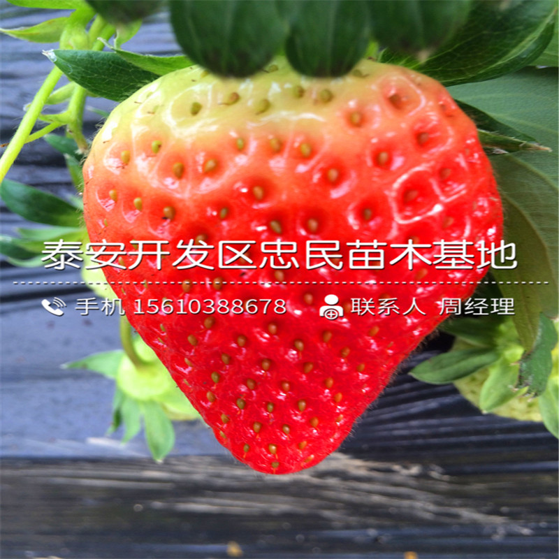 贵美人草莓苗一株多少钱