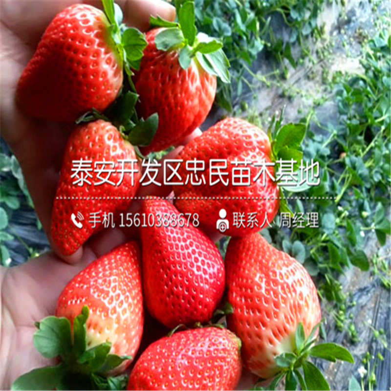麦特莱草莓苗简介麦特莱草莓苗栽培技术