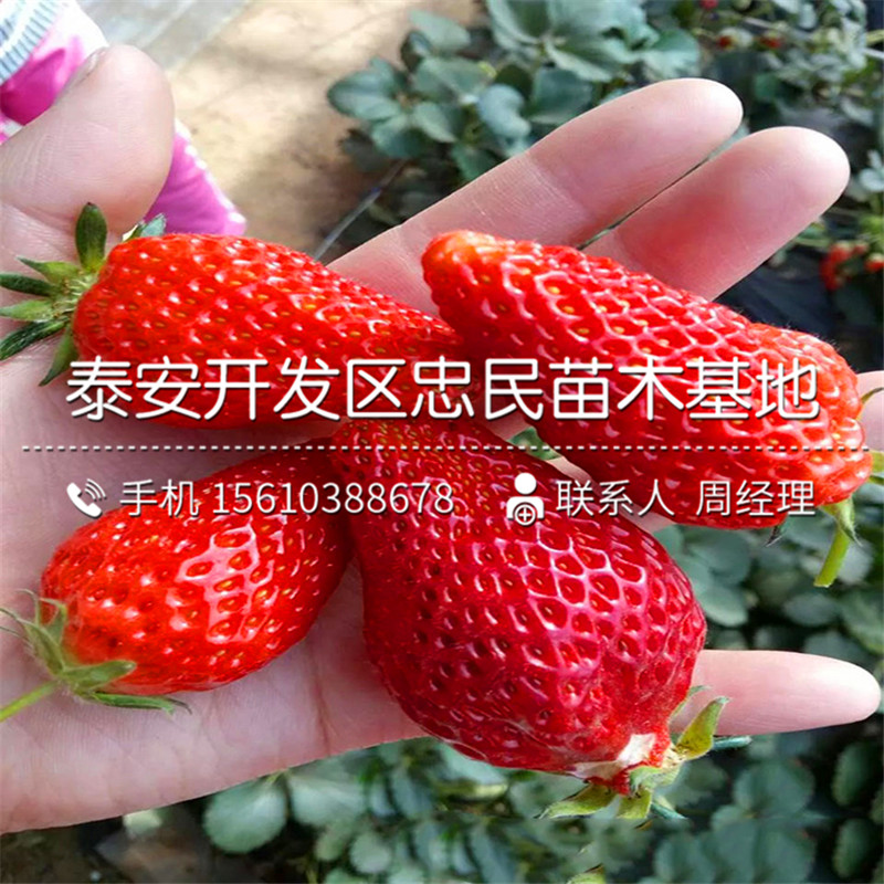 公主草莓苗价位公主草莓苗技术