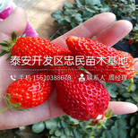 新品种京留香草莓苗京留香草莓苗哪里有卖的图片4