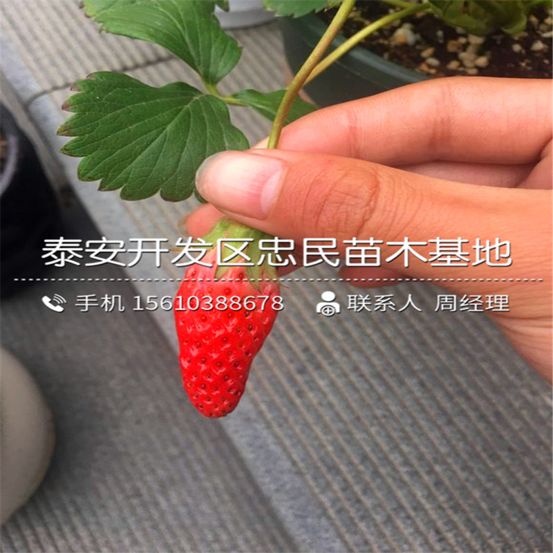 出售红花草莓苗红花草莓苗销售价格