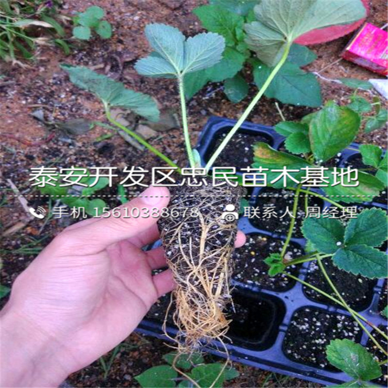 山东红夏草莓苗红夏草莓苗出售价格