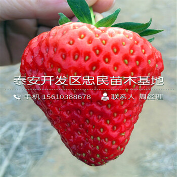 京桃香草莓苗价位京桃香草莓苗供应价格
