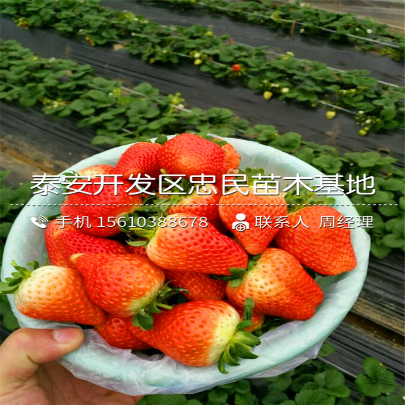 山东艾尔巴草莓苗艾尔巴草莓苗厂家