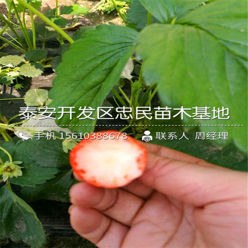 京御香草莓苗简介京御香草莓苗价钱