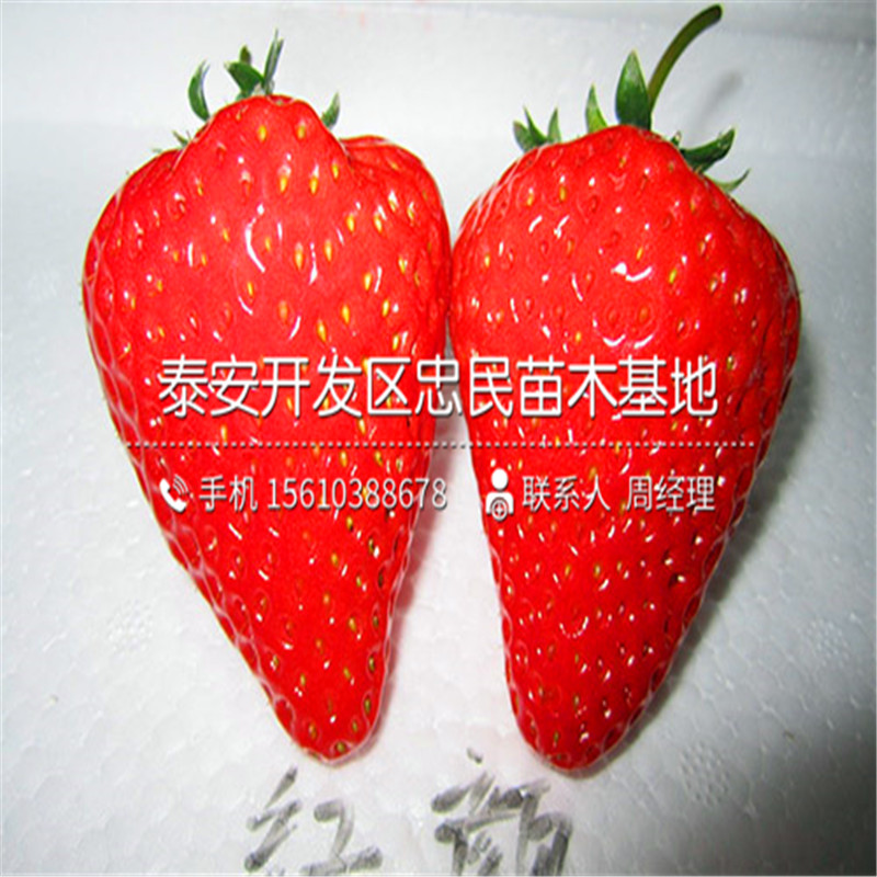 石莓七号草莓苗那种好石莓七号草莓苗一亩地产多少斤