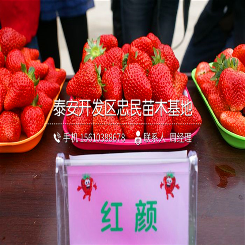 山东草莓苗出售多少钱
