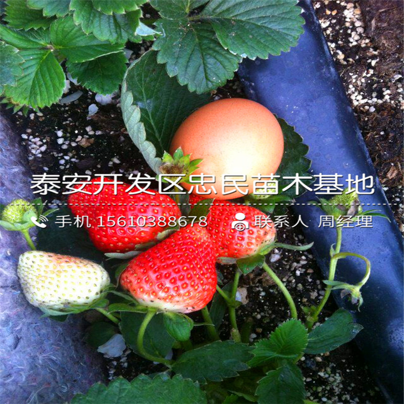 佐贺清香草莓苗价位佐贺清香草莓苗出售