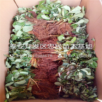 出售美德萊特草莓苗美德萊特草莓苗行情