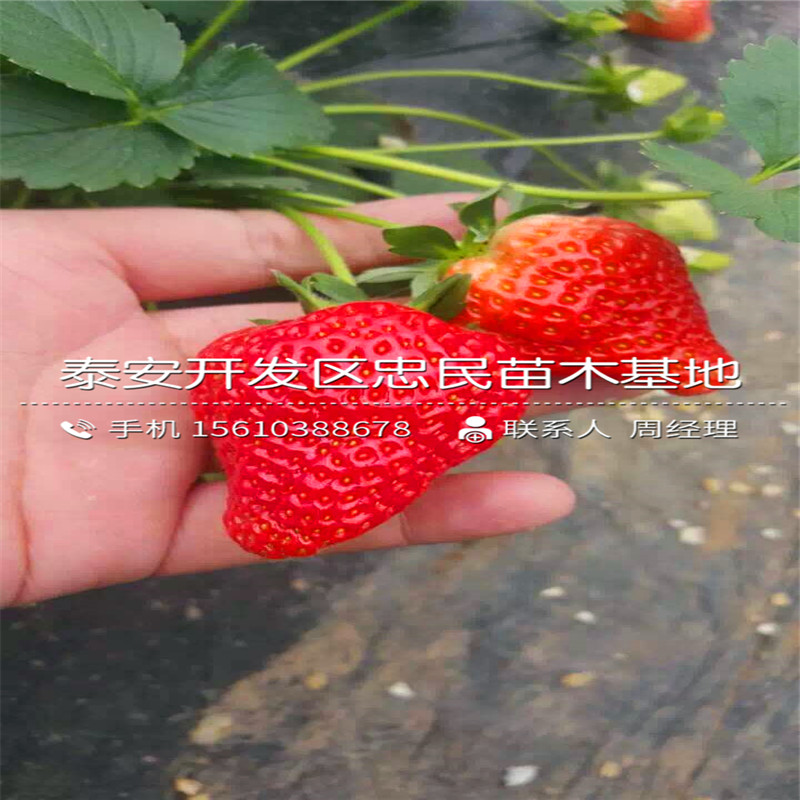 出售红珍珠草莓苗红珍珠草莓苗供应商