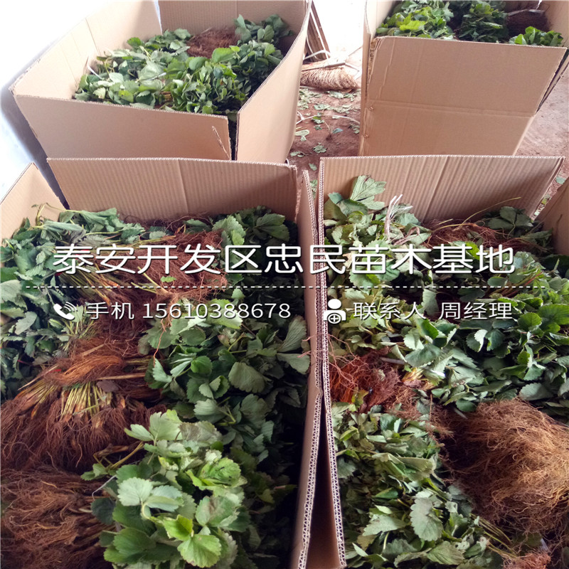 京郊小白草莓苗供应商