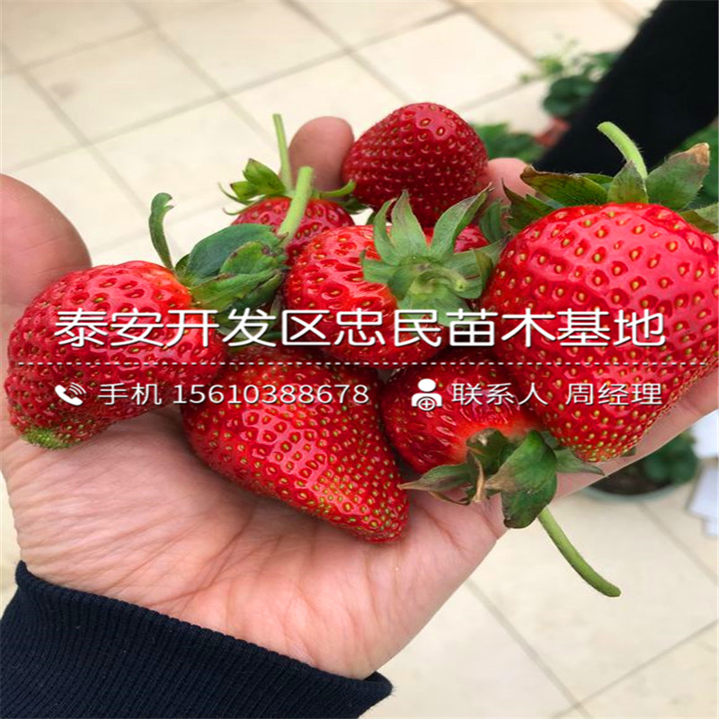 京承香草莓苗批发价格多少