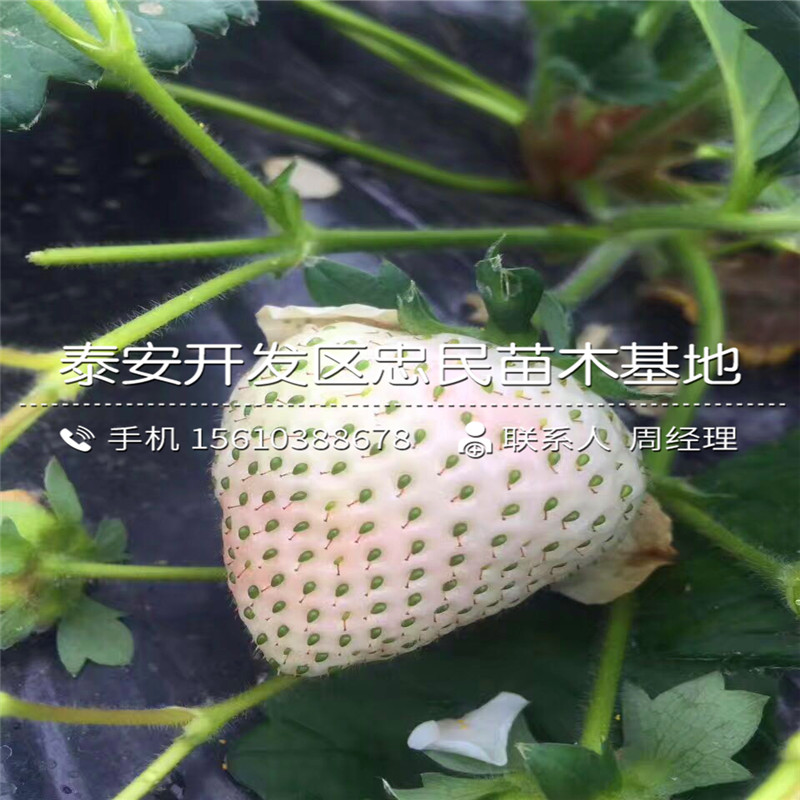 2018年阿妈奥草莓苗阿妈奥草莓苗基地