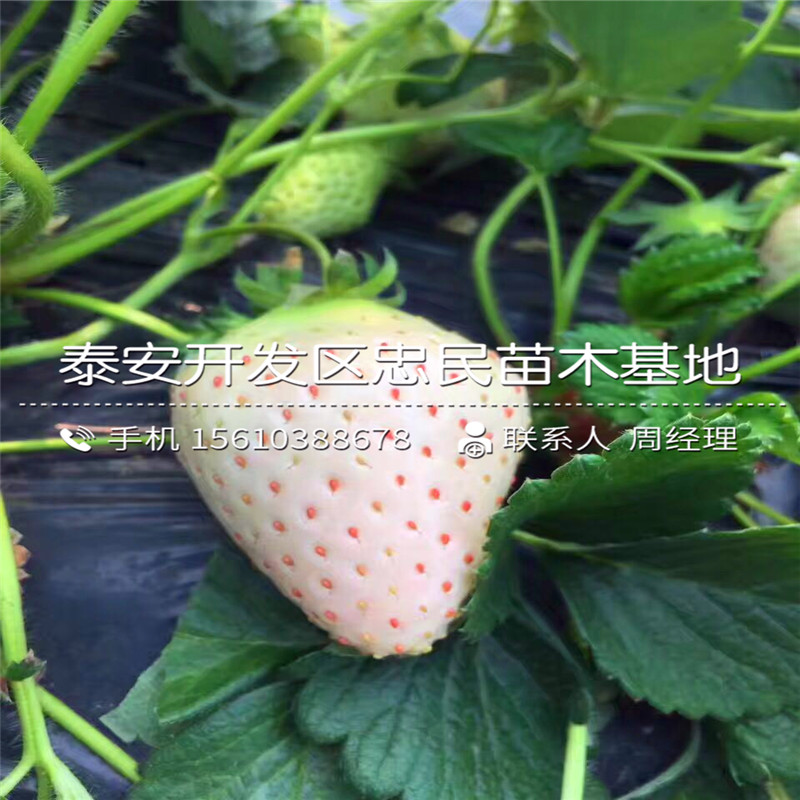 美德莱特草莓苗多少钱一棵美德莱特草莓苗批发