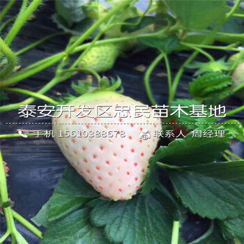 哪里有土特拉草莓苗土特拉草莓苗出售单价