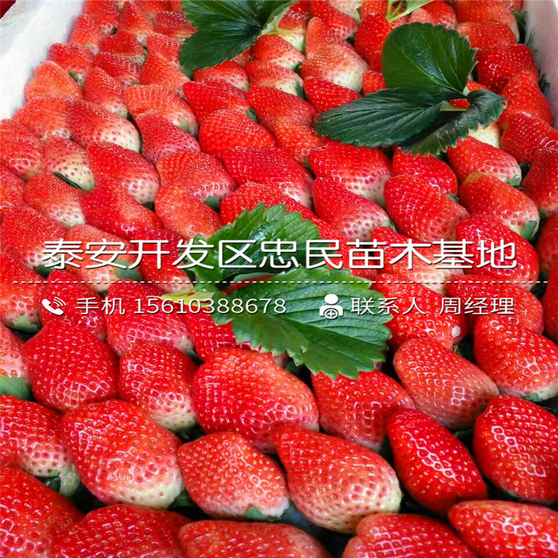 山东阿尔比草莓苗阿尔比草莓苗一株多少钱