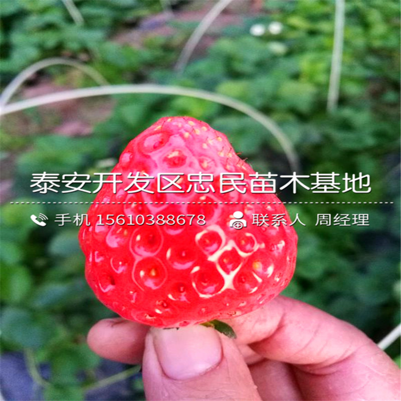 99草莓苗新品种