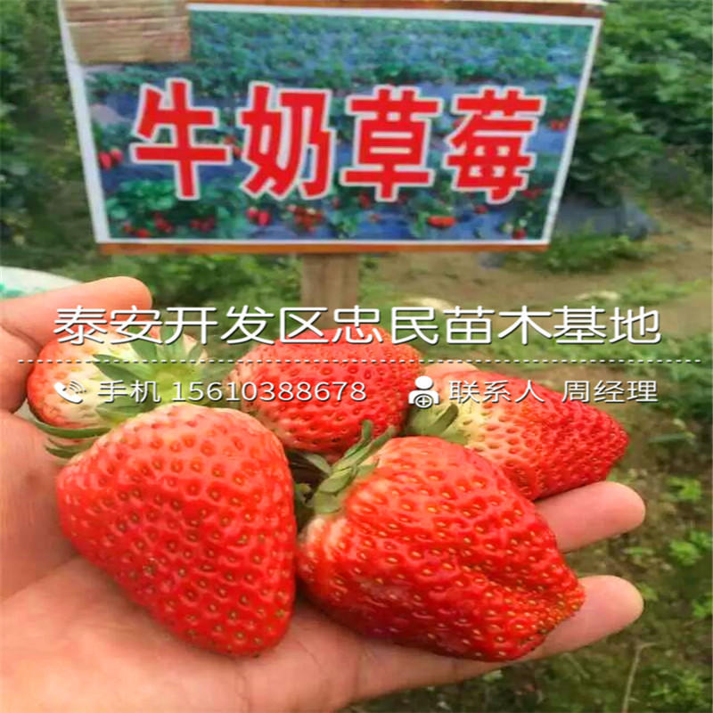 北方适合品种草莓苗草莓苗行情