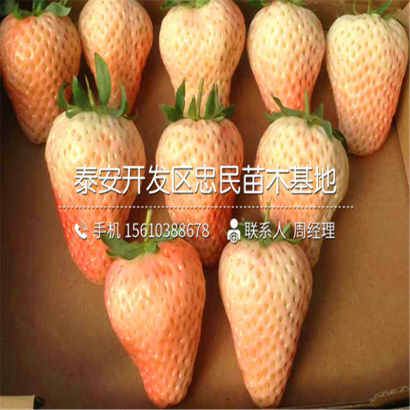 新品种京泉香草莓苗京泉香草莓苗哪里有