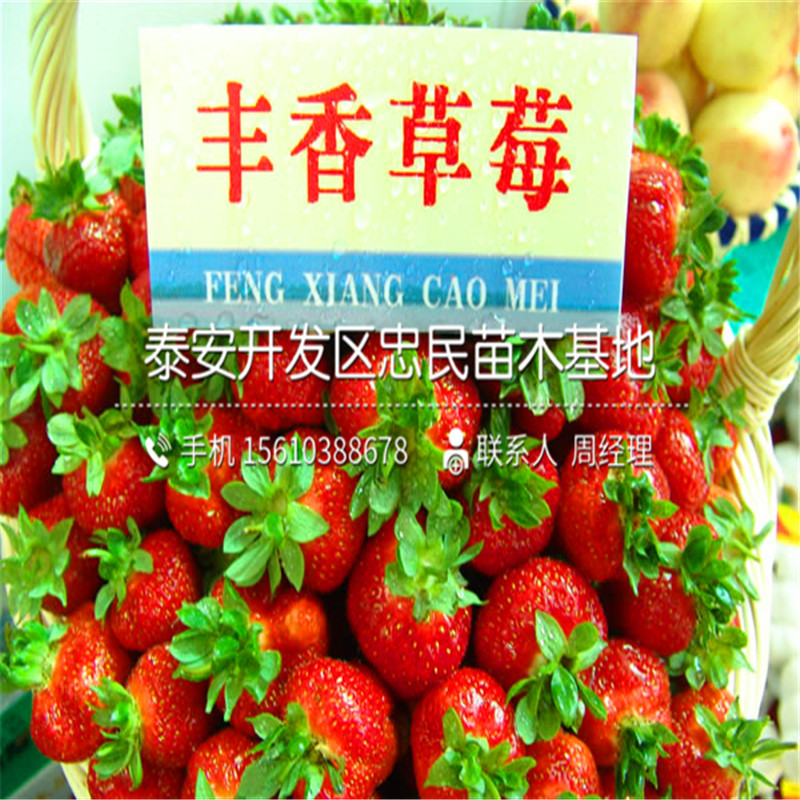 山东燕香草莓苗燕香草莓苗价格
