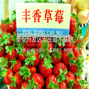 鉆石草莓苗哪里出售