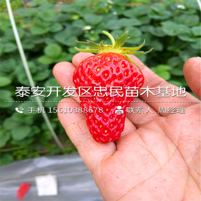 山东草莓王子草莓苗草莓王子草莓苗价钱低