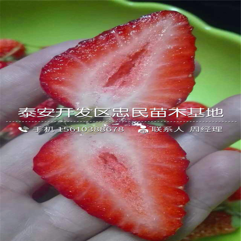 石莓七号草莓苗批发价格是多少