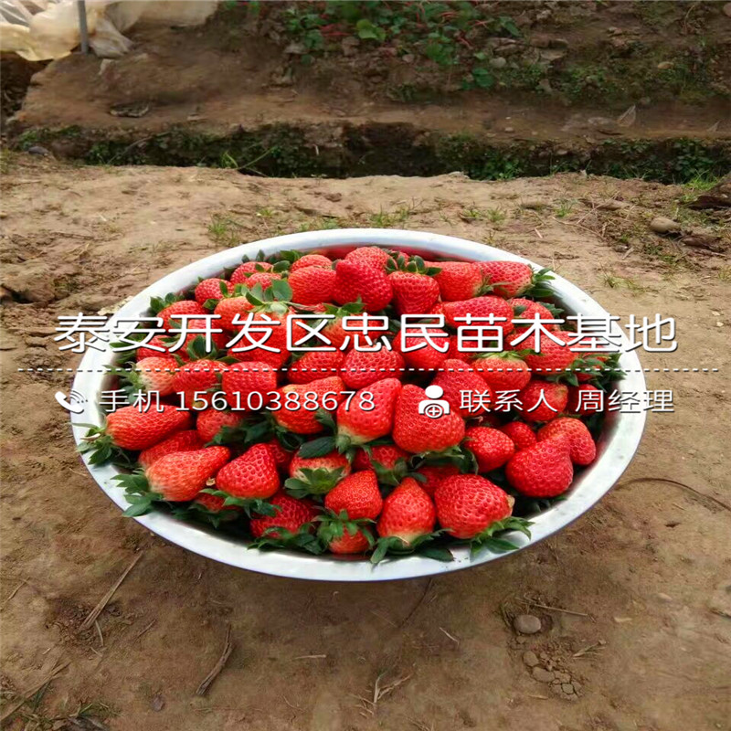 我想买红夏草莓苗红夏草莓苗批发单价