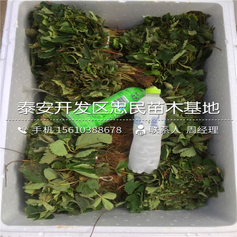 2018年雪蜜草莓苗雪蜜草莓苗哪里批发