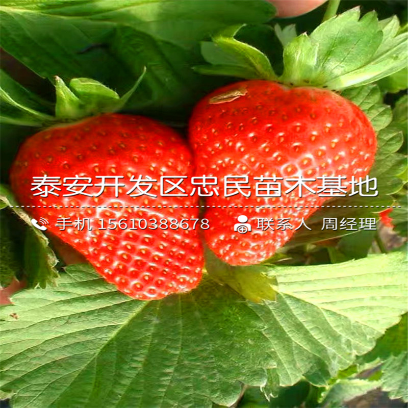 书香草莓苗价位书香草莓苗一棵多少钱