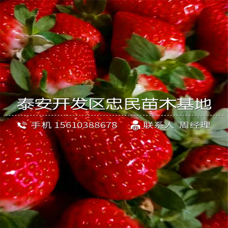 出售密宝草莓苗密宝草莓苗哪里批发